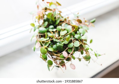 
Peperomia Prostrata Pepperspot House Plant