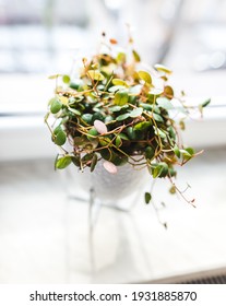 
Peperomia Prostrata Pepperspot House Plant