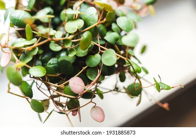 
Peperomia Prostrata Pepperspot House Plant