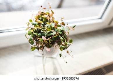 
Peperomia Prostrata Pepperspot House Plant