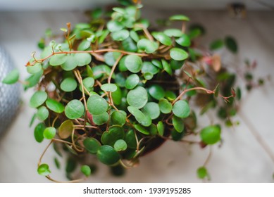 Peperomia Prostrata Pepperspot House Plant