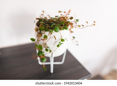 Peperomia Prostrata Pepperspot House Plant