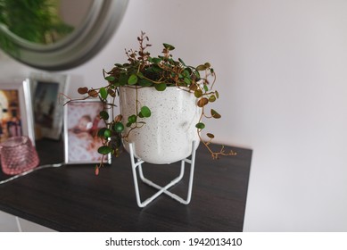 Peperomia Prostrata Pepperspot House Plant