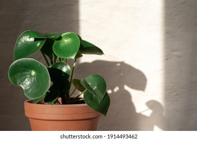 Peperomia Raindrop Plant Stand On Concrete Wall Background. Home Gardening. Banner With Copy Space.