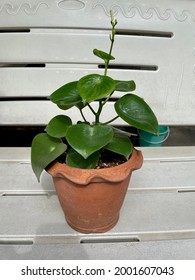 Peperomia Raindrop Plant Stand On Background.