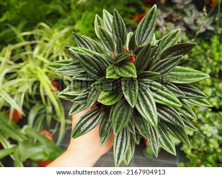 Peperomia rosso plant held in a hand with other plants in the background