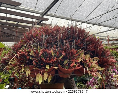 peperomia rosso plants red yellow in pots cradle
