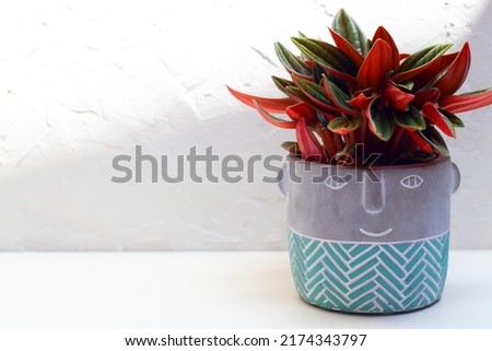Peperomia rosso in a pot of cement with face. focus right