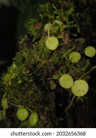 Peperomia Rotundifolia, A Plant That Grows On The Bark Of Trees