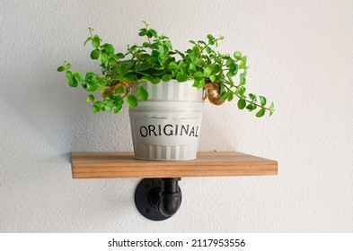 Peperomia Rotundifolia In A Pot.  Houseplant On Industrial Wooden Shelf.