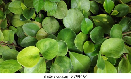 Peperomia Rotundifolia (Round Leaf Peperomia)

