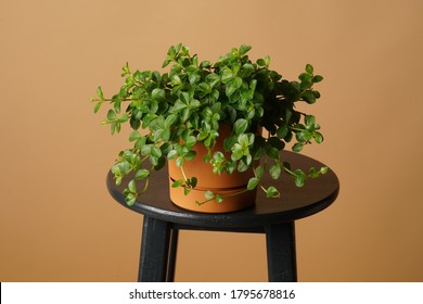 Peperomia Rotundifolia In The Studio