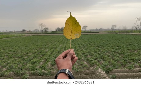 Peple yellow leave in hand 