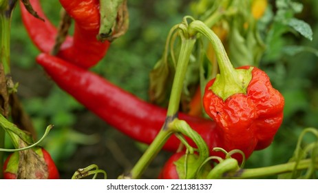 Pepper Chili Bio Pilipili Hoho Red Capsicum Annuum Farm Ripe Fresh Plant Plantation Chile Detail Chillies Close-up Field Land With Bell Sweet Vegetable Cultivars, Climate Change, Farming Soil Organic 