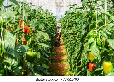 32,349 Bell Pepper Farm Images, Stock Photos & Vectors | Shutterstock