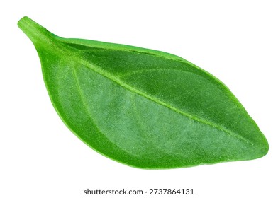 Pepper leaf closeup isolated on white. Pepper leaf clipping path