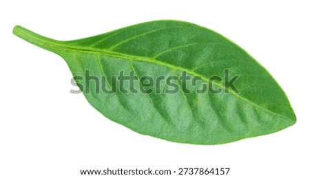 Pepper leaf closeup isolated on white. Pepper leaf clipping path