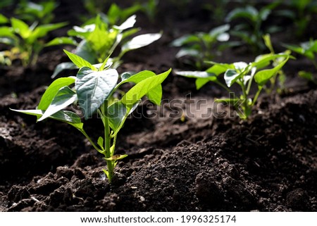 pepper plant in the garden in the early morning. planting pepper seedlings in the ground. The concept of conservation of nature and agriculture