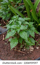 Pepper Plant Leaves With Selective Focus