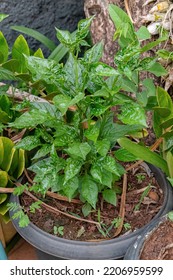 Pepper Plant Leaves With Selective Focus