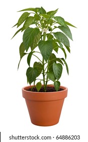 Pepper Plant In A Pot Isolated On A White Background