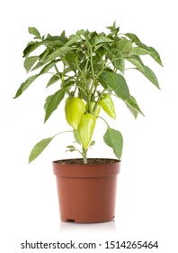 Pepper Plant Vegetables In Pot, Isolated On White Background