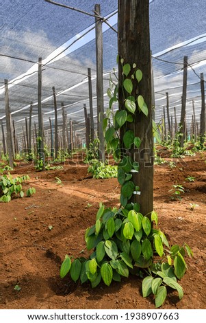 Pepper plantation in Senmonorom, Sen Monorom, Mondulkiri Province, Cambodia