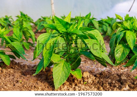 Pepper plants in garden. Green peppers seedlings. Growing young green plants. plant care.