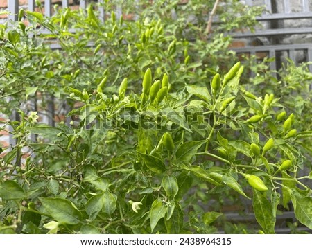 Pepper plants were taken on March 17 2024 in the garden in Deli Serdang, North Sumatra. Green cayenne pepper is a kitchen spice and has a spicy taste