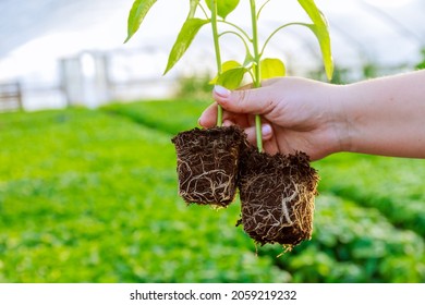 Pepper seedling, a girl holding a pepper in her hand, a healthy root system. Growing seedlings in a greenhouse. - Shutterstock ID 2059219232