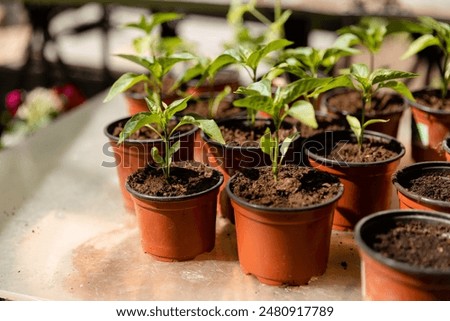 Similar – Image, Stock Photo Green potted plant near shabby brick wall