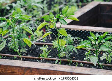 Pepper And Tomatoes Growing In A Greenhouse In Elevated Garden Beds, Filled With Good Fertile Soil.