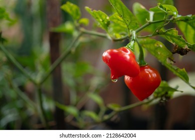 A pepper tree with some peppers, of unique flavor, however without burning the mouth, for not having the characteristic ardor of this type of spice.