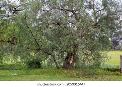 Peppercorn Tree In A Field