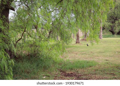 Peppercorn Tree In Rural Landscape