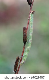 Peppered Moth