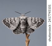 The Peppered Moth (Biston betularia)