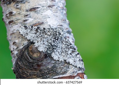 Peppered Moth - Biston Betularia