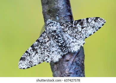 Peppered Moth - Biston Betularia