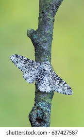 Peppered Moth - Biston Betularia