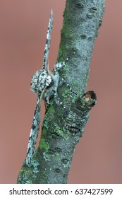 Peppered Moth - Biston Betularia