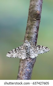 Peppered Moth - Biston Betularia