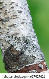 Peppered Moth - Biston Betularia