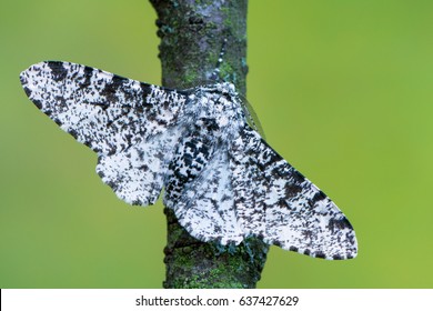 Peppered Moth - Biston Betularia