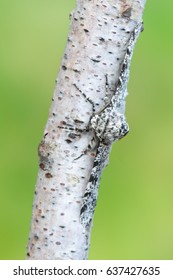 Peppered Moth - Biston Betularia