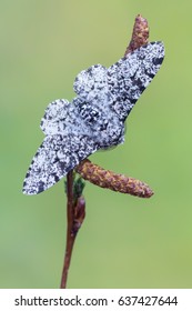 Peppered Moth - Biston Betularia