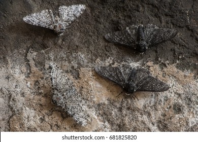 Pfefferente Motte (Biston betularia) melanisch und leicht. Motten in der Familie Geometridae zeigen relative Tarnung von f. Cabonaria, das Ergebnis des industriellen Melanismus