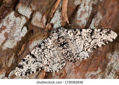 Peppered Moth On  Tree Bark