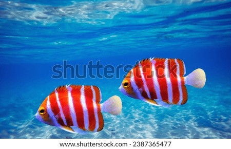 Peppermint Angelfish - (Paracentropyge boylei)