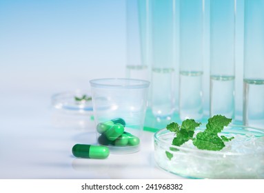 Peppermint Capsules, Research And Development From Fresh Mint